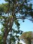 tinonee-arts 011